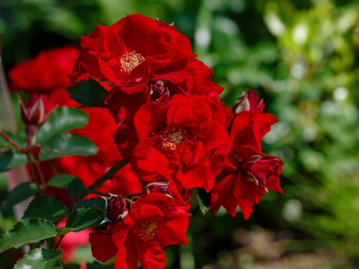 Üppig blühende tiefrote Rosen mit leuchtenden gelben Blütenkernen ragen vor grünem, unscharfem Pflanzenhintergrund empor.
