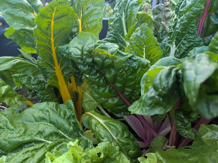 Frischer Mangold mit kräftigen grünen Blättern und leuchtend gelben sowie roten Stielen wächst dicht an dicht in einem Gartenbeet.