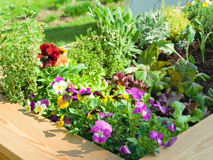 Bunt blühende Stiefmütterchen neben frischem Salat und Kräutern in einem sonnigen Hochbeet aus hellem Holz.