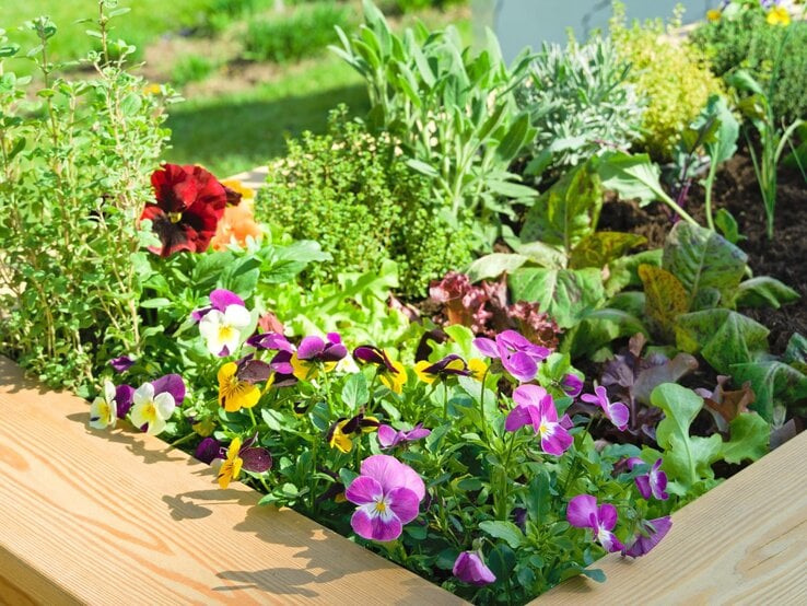 Bunt blühende Stiefmütterchen neben frischem Salat und Kräutern in einem sonnigen Hochbeet aus hellem Holz.