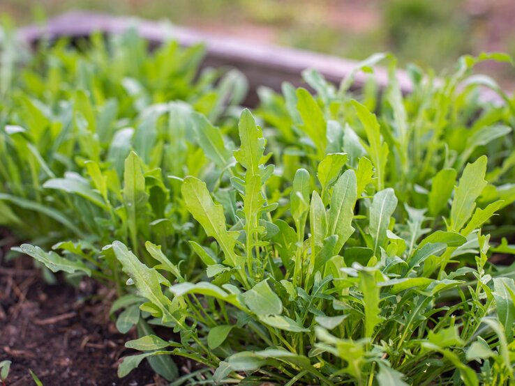 Frischer Rucola mit zarten, gezackten Blättern wächst dicht nebeneinander in dunkler, feuchter Erde eines Hochbeets. | © Shutterstock/Letterberry
