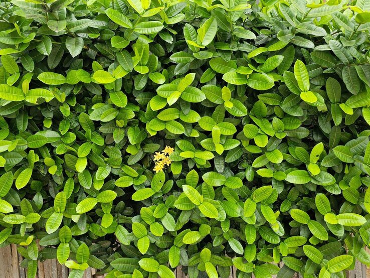 Hecke schlechter Standort Dichtes grünes Blätterdickicht mit leuchtend gelber Blüte in der Mitte vor einem Zaun aus vertikalen Holzlatten.