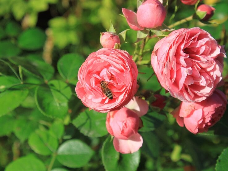 Eine Biene sitzt auf einer prächtig blühenden rosa Rose, umgeben von grünen Blättern und weiteren Knospen bei hellem Tageslicht.