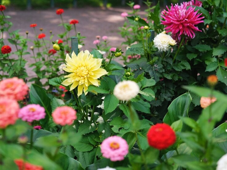 Blühende Dahlien