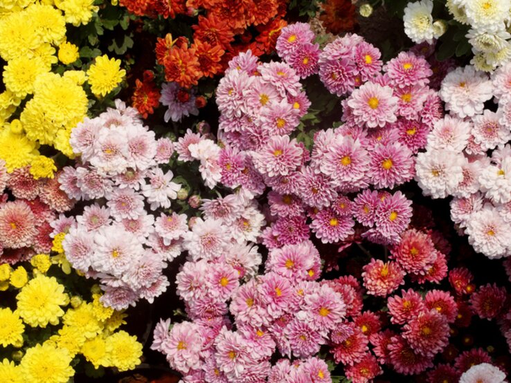 Verschiedenfarbige Chrysanthemen im Beet. | © Getty Images/ DEV Images