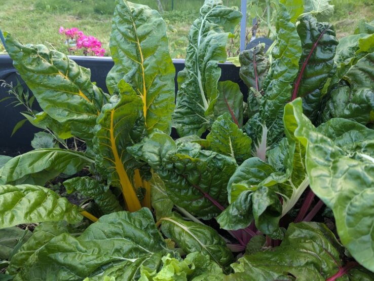 Frische Mangoldblätter mit gelben und roten Stielen wachsen üppig in einem Beet, im Hintergrund grüne Wiese und pinke Blumen.