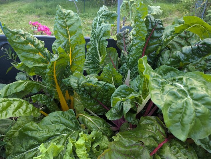 Frische Mangoldblätter mit gelben und roten Stielen wachsen üppig in einem Beet, im Hintergrund grüne Wiese und pinke Blumen.