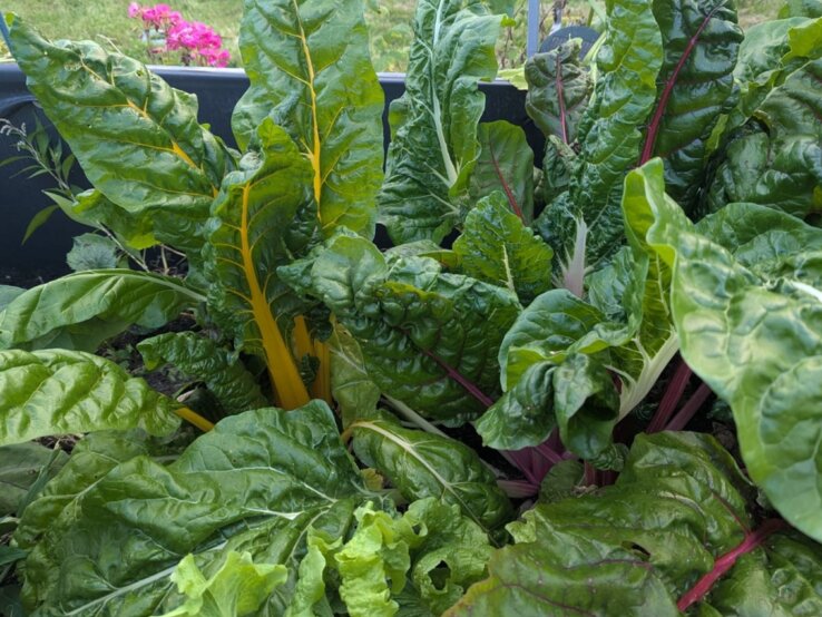 Mangold im Hochbeet anpflanzen Frische Mangoldblätter mit gelben und roten Stielen wachsen üppig in einem Beet, im Hintergrund grüne Wiese und pinke Blumen.