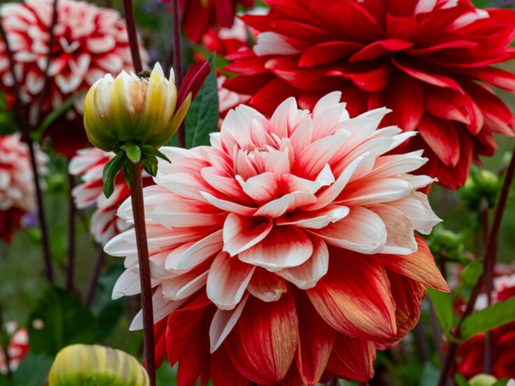 Leuchtend rote Dahlien | © Getty Images/ Steve Lyne