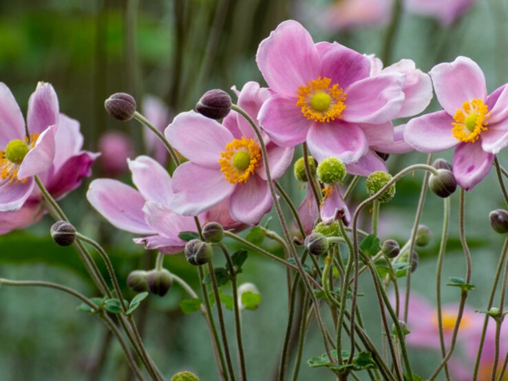 Blühende Anemone hupehensis var. japonica  | © Getty Images/ I love Photo and Apple.