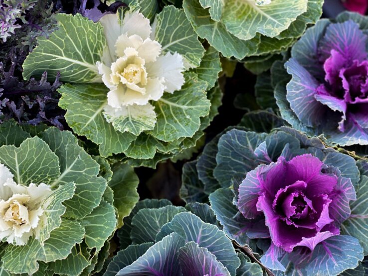 Beet mit winterlichem Zierkohl (auch Blütenkohl genannt) | © Getty Images/ Catherine McQueen