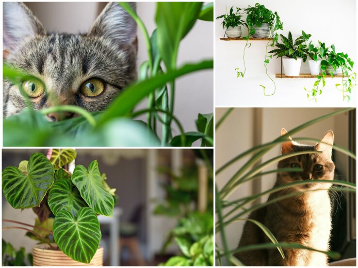 Collage mit zwei Katzen, die zwischen Zimmerpflanzen hervorschauen, und Nahaufnahmen von Herzblatt- sowie hängenden Grünpflanzen an der Wand.