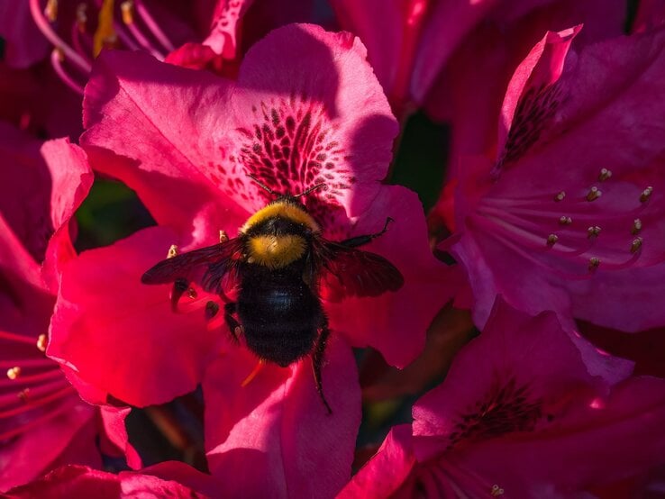 bienenfreundlicher Strauch für den Spätsommer Eine dicke Hummel mit gelbem Kopfpelz sitzt auf einer leuchtend pinken Blüte im Sonnenlicht und sammelt Nektar.