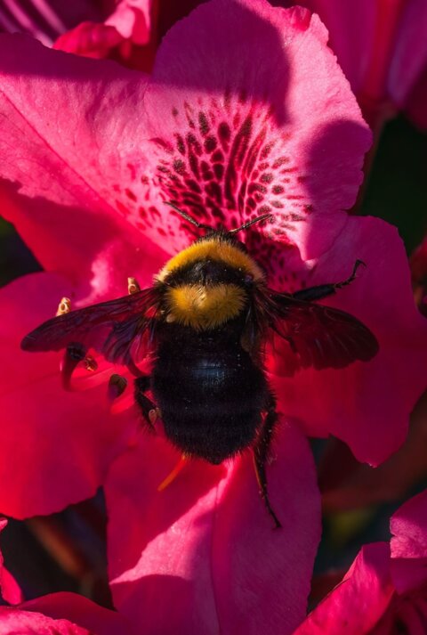 Eine dicke Hummel mit gelbem Kopfpelz sitzt auf einer leuchtend pinken Blüte im Sonnenlicht und sammelt Nektar.