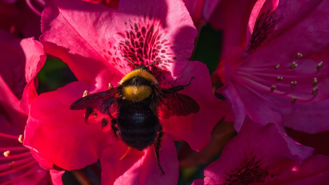 Eine dicke Hummel mit gelbem Kopfpelz sitzt auf einer leuchtend pinken Blüte im Sonnenlicht und sammelt Nektar.