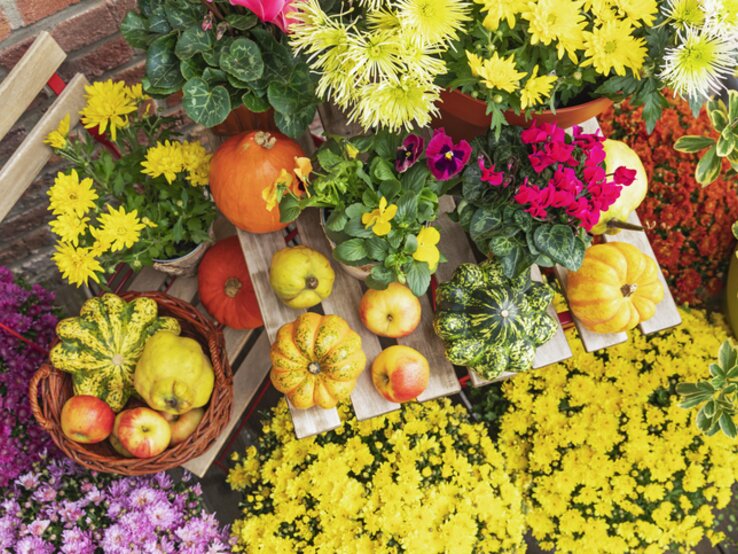 Chrysanthemen, Alpenveilchen und Hornveilchen geben sich hier mit dekorativ angeordneten Kürbissen ein herbstliches Stelldichein. Balkon mit bunten Herbstblumen und Deko.