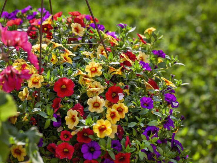 Blühende, bunte Petunien in einer Blumenampel. | © Getty Images/ Ali Majdfar