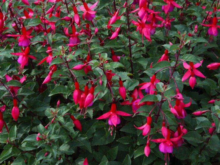 Close-up einer Fülle von roten und pinken Fuchsienblüten in einem Blumenbeet. | © Getty Images/ Rosemary Calvert