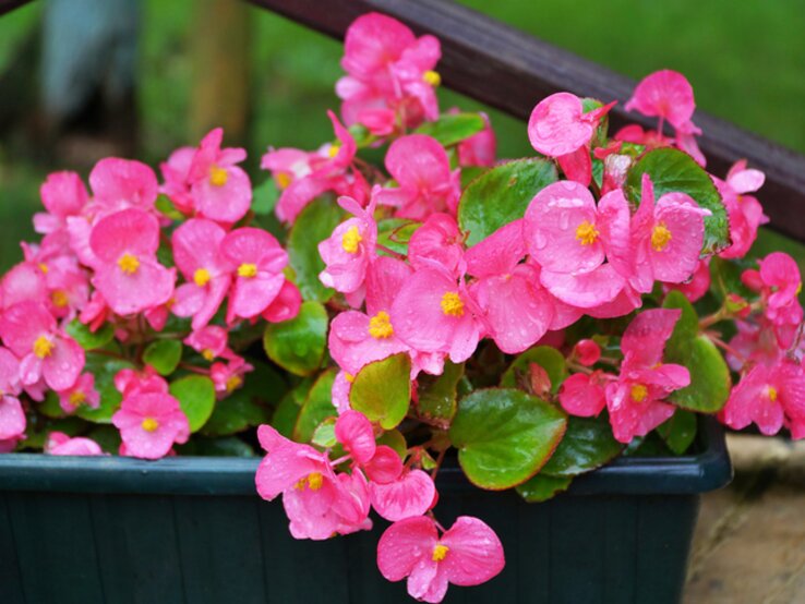 Pinke Begonien in einem kleinen  | © Getty Images/ YONCA60
