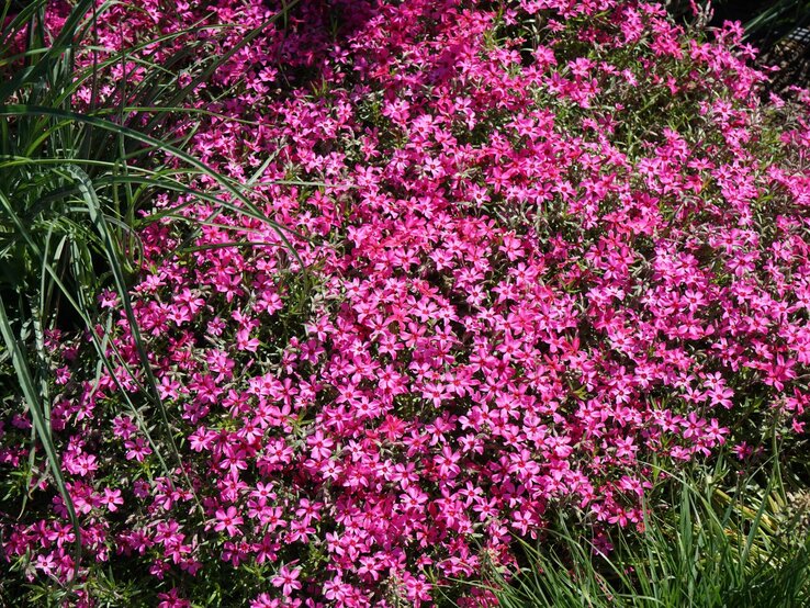 Phlox sabulata | © Shutterstock/crystaldream Üppiger Teppich aus leuchtend pinken Polsterphlox-Blüten zwischen kräftig grünen Gräsern in sonnigem Gartenbeet. | © Shutterstock/crystaldream