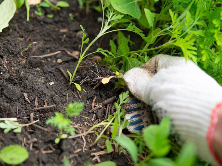 Phlox gegen Unkraut Eine behandschuhte Hand zieht ein zartes Unkraut aus dunkler, feuchter Erde zwischen jungem Grün im Garten.