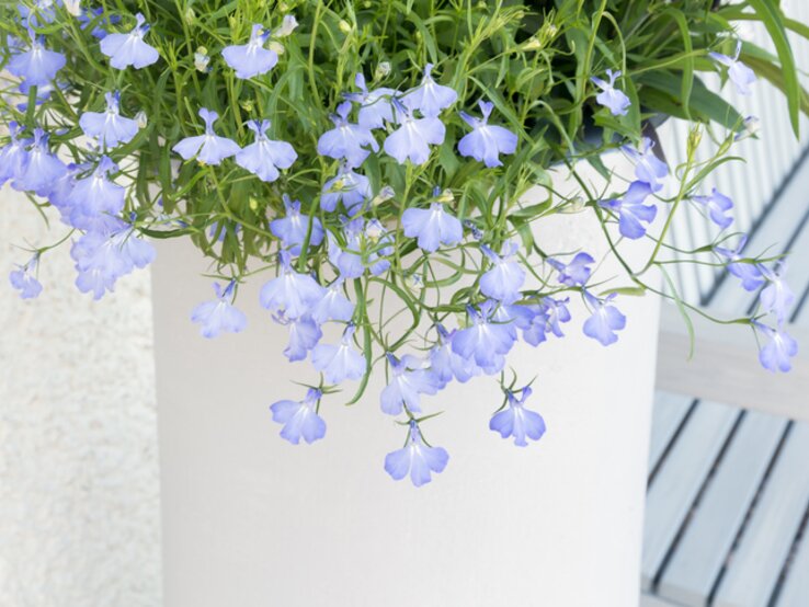 Zart blau blühende Lobelien vor einer weißen Wand. | © Getty Images/ Kenny Williamson