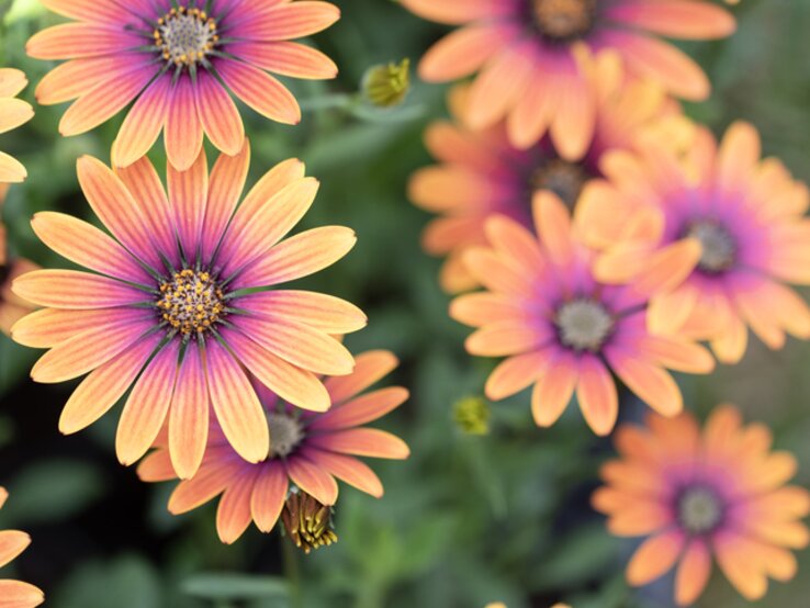 Blühende Kapkörbchen mit orange-lila Blütenblättern. | © Getty Images/ Paolo Carnassale
