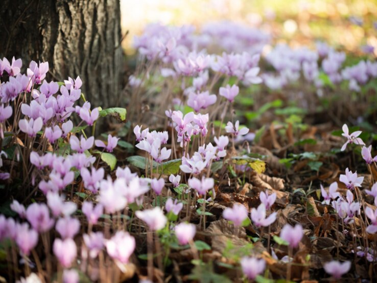Herbst-Alpenveilchen im Schatten eines Baumes. | © Getty Images/ Cyrielle Beaubois