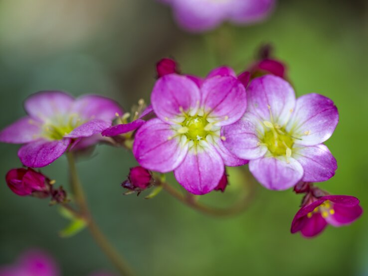 Nahaufnahme der zarten Blüten einer Steinbrech-Pflanze. | © Getty Images/ mikroman6