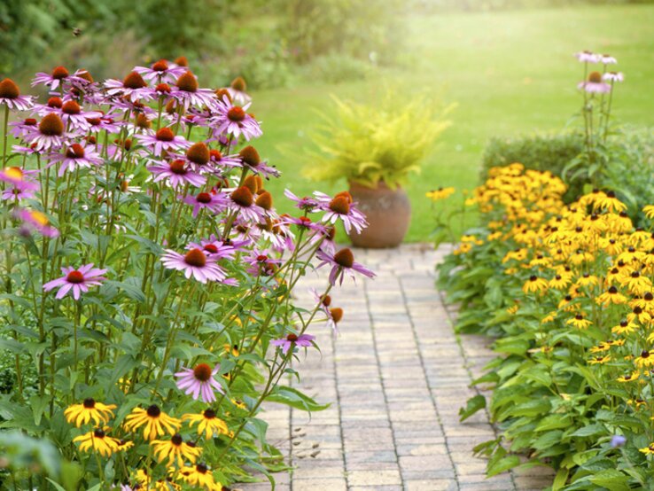 Gelbe und rosa Sonnenhut-Pflanzen entlang eines Gartenwegs. | © Getty Images/ Jacky Parker Photography