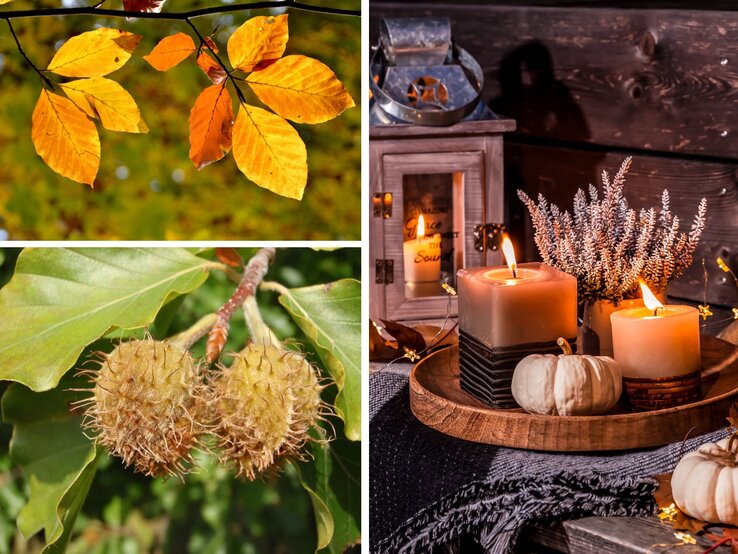 Goldene Herbstblätter leuchten vor grünem Hintergrund, daneben hängende, stachelige Bucheckern und ein gemütlich dekoriertes Kerzenarrangement.