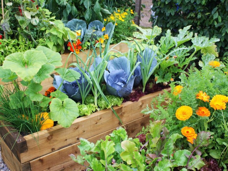 Hochbeete mit blühenden Ringelblumen, Rotkohl, Kürbis und Salat umgeben von grünen Tomatensträuchern in einem üppigen Gartensetting.