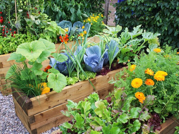 Hochbeete mit blühenden Ringelblumen, Rotkohl, Kürbis und Salat umgeben von grünen Tomatensträuchern in einem üppigen Gartensetting.