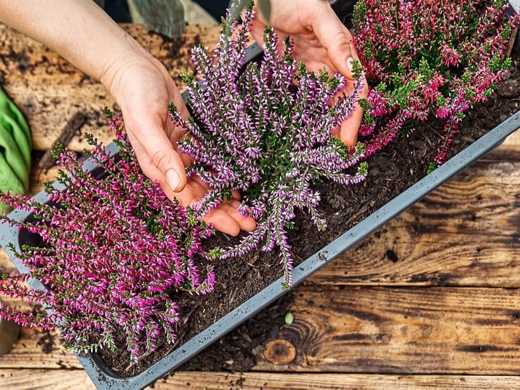 Heidekraut vertrocknet Zwei Hände pflanzen lila und pinke Heide in eine rechteckige Schale auf rustikalem Holztisch mit dunkler Erde.