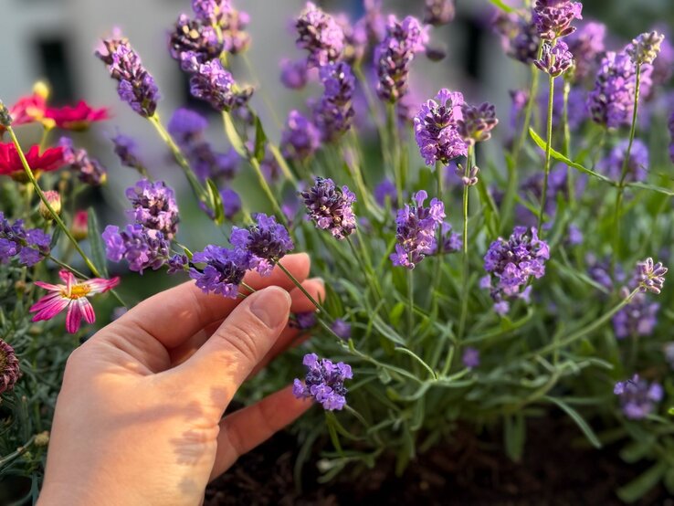 Heidekraut mit Lavendel kombinieren | © Shutterstock/Lapa Smile Eine Hand mit hellem Teint hält zart einen Lavendelzweig im Sonnenlicht über einem Beet mit blühendem Lavendel und Margeriten. | © Shutterstock/Lapa Smile