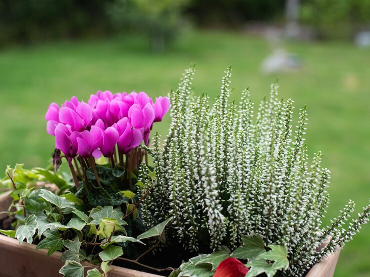 Heidekraut mit Alpenveilchen kombinieren | © Shutterstock/Carina karlsson Ein Blumenkasten mit pinken Alpenveilchen, weißer Heide und grünem Efeu vor unscharfem Gartenhintergrund. | © Shutterstock/Carina karlsson