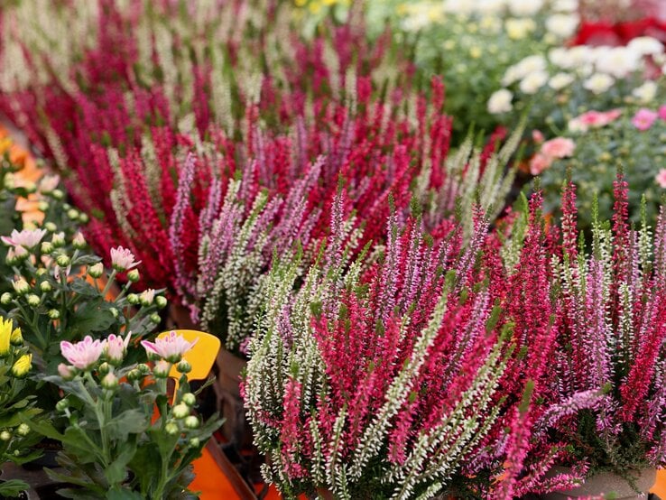 Dicht an dicht stehende Töpfe mit roter, pinker und weißer Heideblüte auf einem farbenfrohen Pflanzenmarkt.