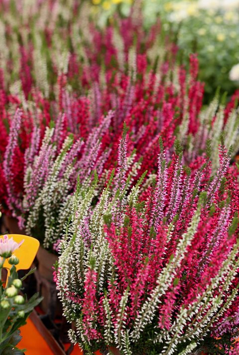 Dicht an dicht stehende Töpfe mit roter, pinker und weißer Heideblüte auf einem farbenfrohen Pflanzenmarkt.