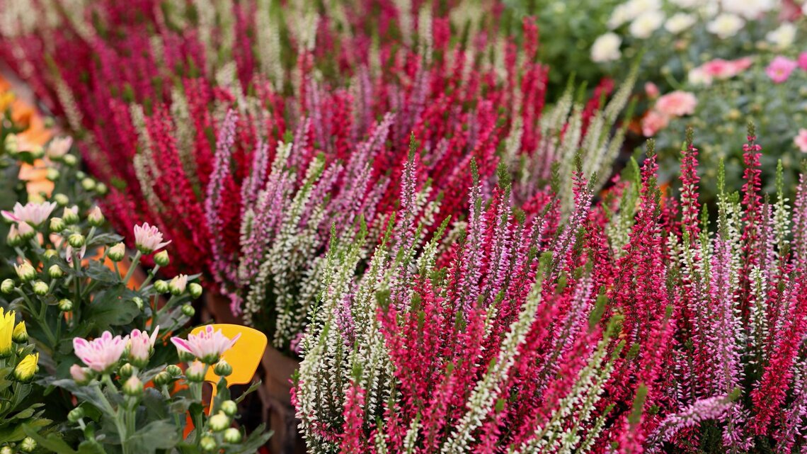 Dicht an dicht stehende Töpfe mit roter, pinker und weißer Heideblüte auf einem farbenfrohen Pflanzenmarkt.