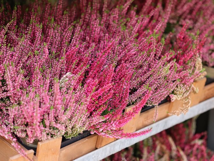 Dicht aneinandergereihte leuchtend pinke und violette Heidekrautblüten stehen in terrakottafarbenen Pflanzkästen auf einer Metallablage.