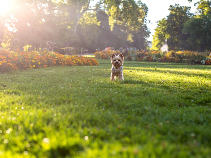 Kleiner Hund läuft über herbstliche Wiese.