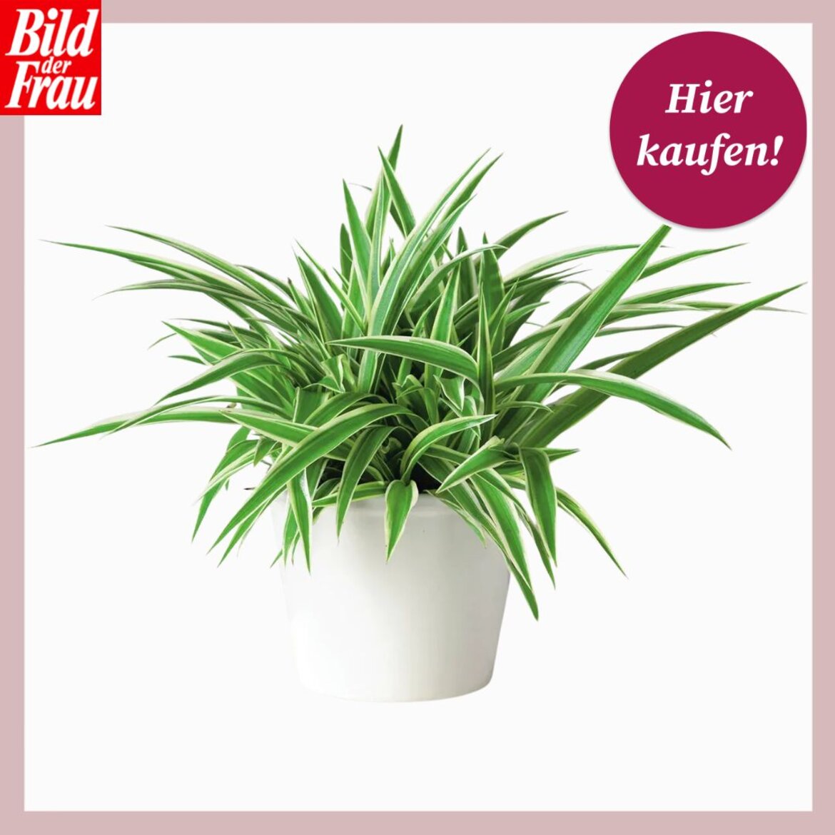 Shoppingvorlage Resistente Grünlilien | © Collage: bildderfrau.de; Gärtner Pötschke Eine grüne Zimmerpflanze mit langen, schmalen Blättern und weißen Rändern ist in einem schlichten weißen Topf arrangiert. | © Collage: bildderfrau.de; Gärtner Pötschke