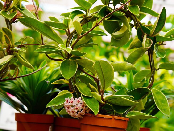 Hoya-Pflanze mit kräftigen, dicken Blättern und kleinen kugelförmigen Blüten, arrangiert in einem Terrakottatopf. | © Shutterstock/Natalia van D