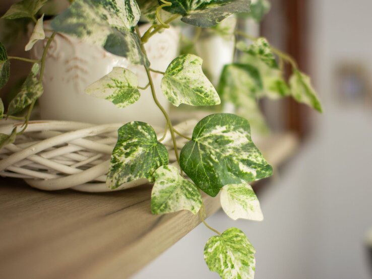 Nahaufnahme einer weiß-grün gemusterten Efeupflanze in einem weißen Keramiktopf auf einem Holztisch. | © Shutterstock/Boguss82