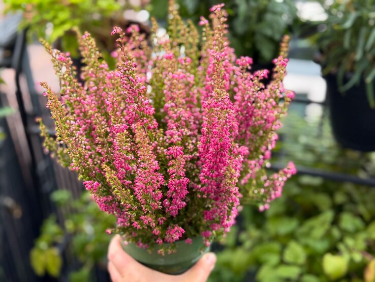 Heidekraut vertrocknet 2 Hand hält einen grünen Blumentopf mit rosafarbenem Heidekraut vor einem unscharfen Hintergrund aus Blättern und Metallgeländer.