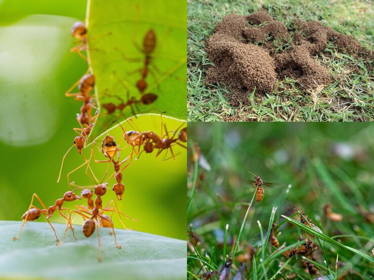 Nahaufnahme roter Ameisen, die an einem Blatt kooperieren, daneben ein Sandhügel und geflügelte Ameise im Gras auf grünem Hintergrund.