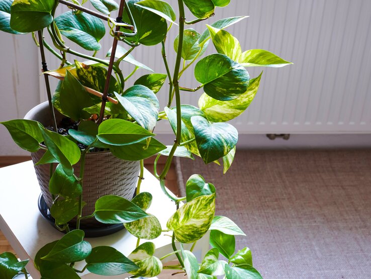 Efeutute | © Shutterstock/iBennn Rankender Philodendron mit glänzend grünen Blättern in einem geflochtenen Topf steht auf einem weißen Tisch vor Heizkörper. | © Shutterstock/iBennn