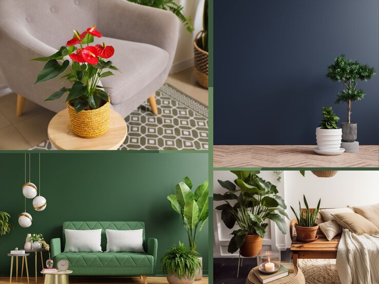 Pflanze fürs Wohnzimmer Eine rote Anthurie mit glänzenden Blüten und dunkelgrünen Blättern steht in einem geflochtenen Übertopf auf einem Holztisch vor einem grauen Sessel.