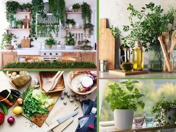 Pflanzen für die Küche Eine helle Landhausküche mit offenen Holzregalen, üppigen grünen Pflanzen und weißen Keramiktellern, die eine gemütliche Atmosphäre schafft.