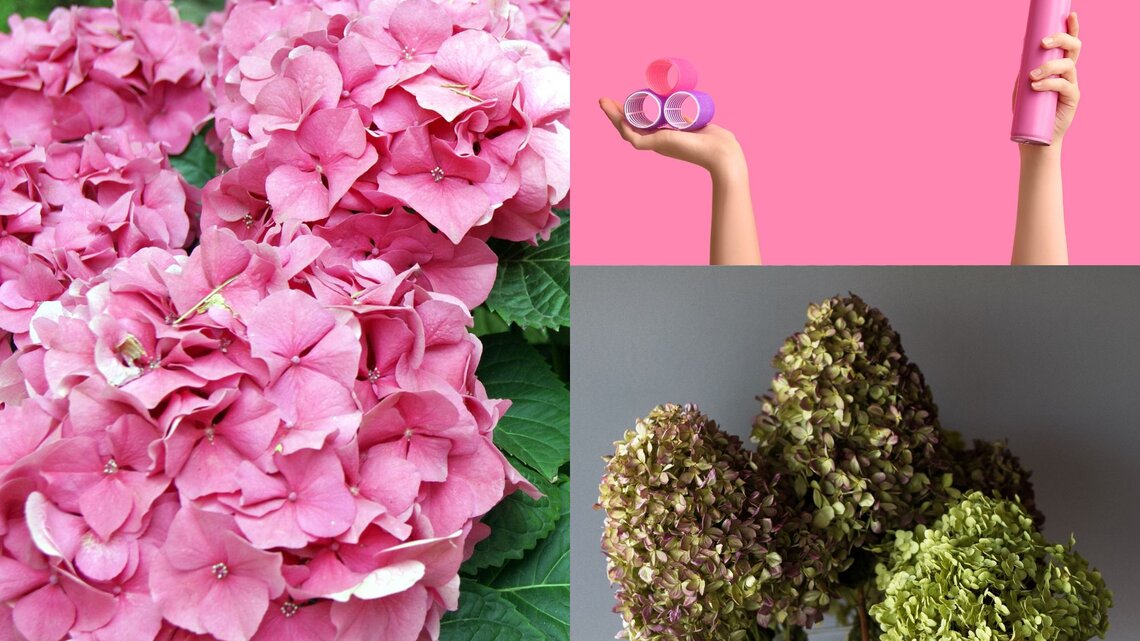 Üppige pinke Hortensienblüten mit sattem Grün im Hintergrund, die in einem sommerlichen Garten voller Frische erstrahlen.